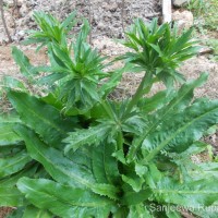 Eryngium foetidum L.